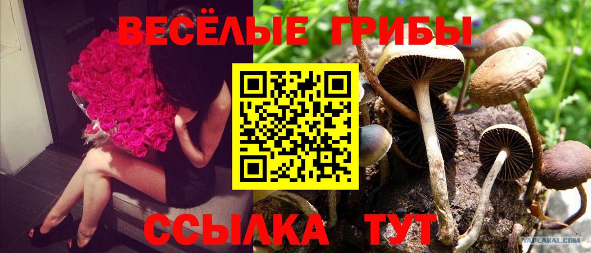 как найти   Галлюциногенные грибы мицелий  Вход с VPN  Славгород 